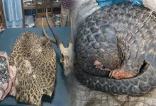 Assam Forest Department Intensifies Crackdown on Wildlife Trafficking