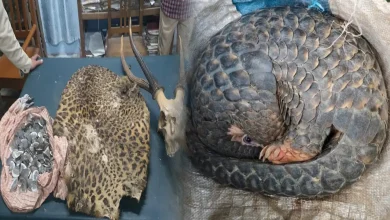 Assam Forest Department Intensifies Crackdown on Wildlife Trafficking