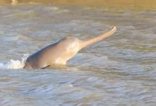 Assam Records 635 Ganges River Dolphins, Conservation Efforts Show Positive Impact