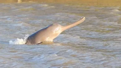 Assam Records 635 Ganges River Dolphins, Conservation Efforts Show Positive Impact