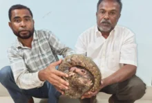 Major Wildlife Crime Busted in Bongaigaon: Indian Pangolin Recovered, Two Arrested