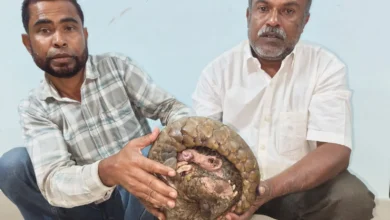 Major Wildlife Crime Busted in Bongaigaon: Indian Pangolin Recovered, Two Arrested