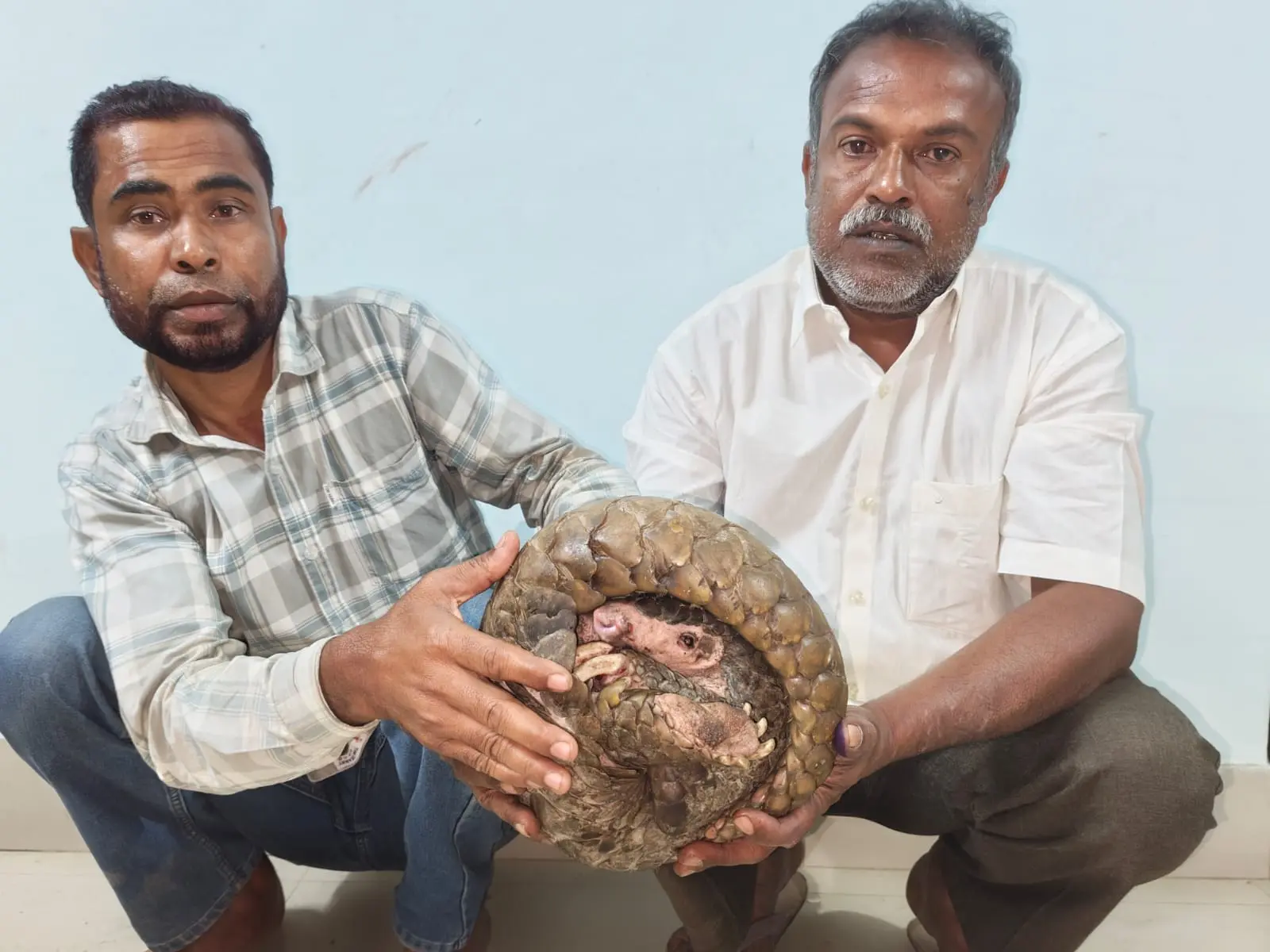 Major Wildlife Crime Busted in Bongaigaon: Indian Pangolin Recovered, Two Arrested